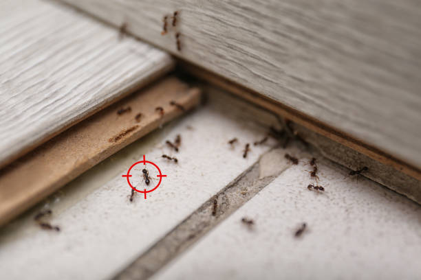 Best Mosquito Control Services  in Riverside, OH